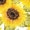 11 - Sunflower