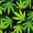 21 - Green Marijuana