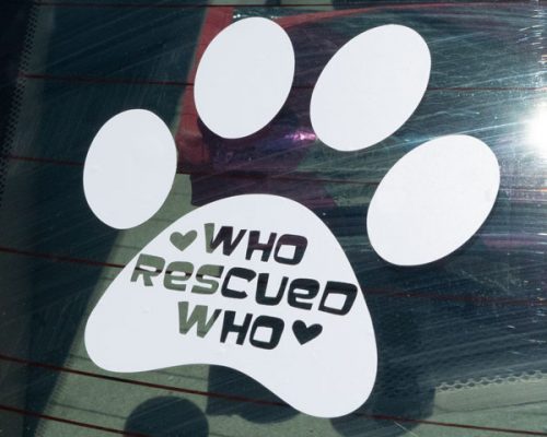 A car window decal of a paw print that reads "Who rescued who" in Matte White Craft Vinyl SpecialtyPSV™