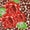48 - Roses/Cheetah
